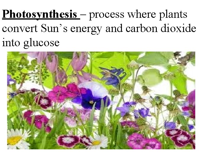 Photosynthesis – process where plants convert Sun’s energy and carbon dioxide into glucose 