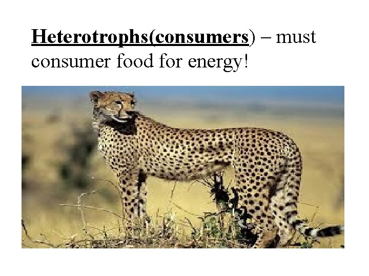 Heterotrophs(consumers) – must consumer food for energy! 