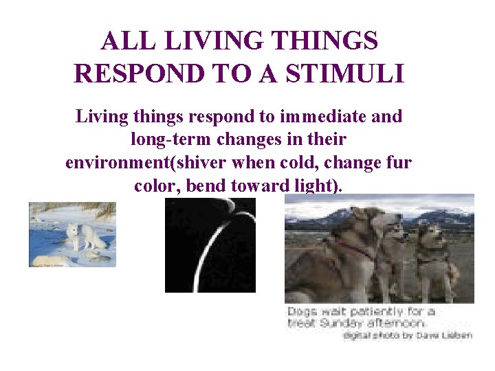 ALL LIVING THINGS RESPOND TO A STIMULI Living things respond to immediate and long-term