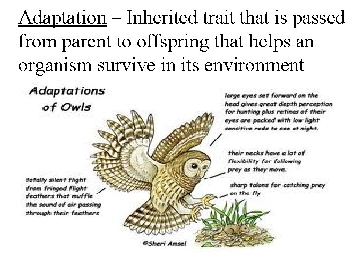Adaptation – Inherited trait that is passed from parent to offspring that helps an