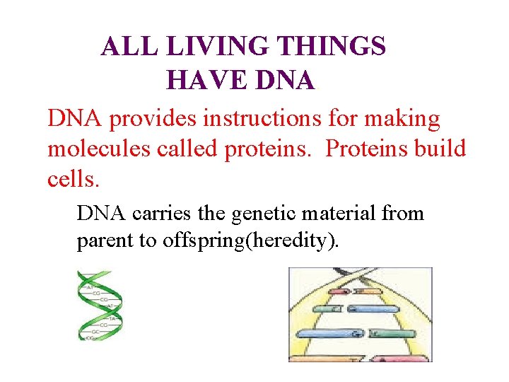 ALL LIVING THINGS HAVE DNA provides instructions for making molecules called proteins. Proteins build