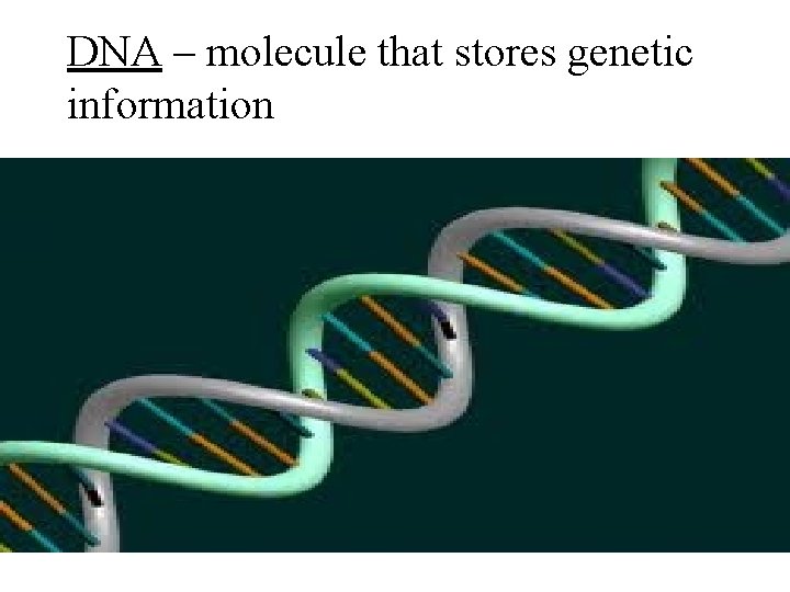 DNA – molecule that stores genetic information 