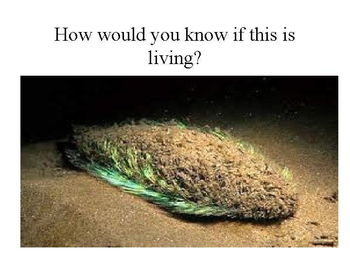 How would you know if this is living? 