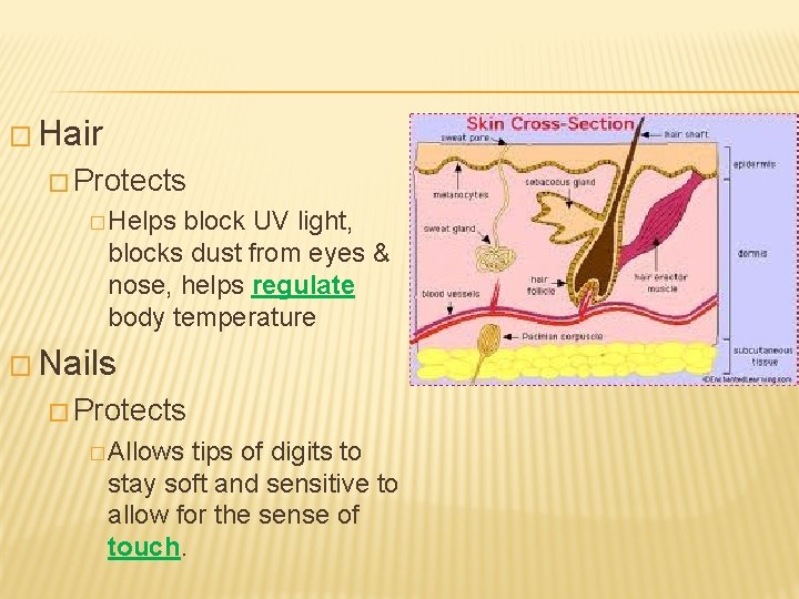 � Hair � Protects � Helps block UV light, blocks dust from eyes &