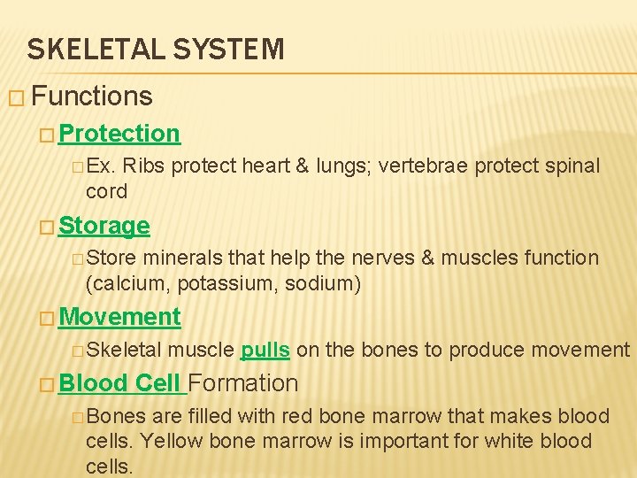 SKELETAL SYSTEM � Functions � Protection � Ex. Ribs protect heart & lungs; vertebrae