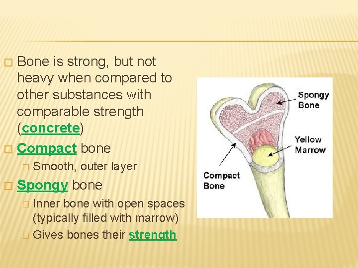 Bone is strong, but not heavy when compared to other substances with comparable strength