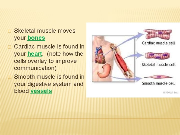 � � � Skeletal muscle moves your bones Cardiac muscle is found in your