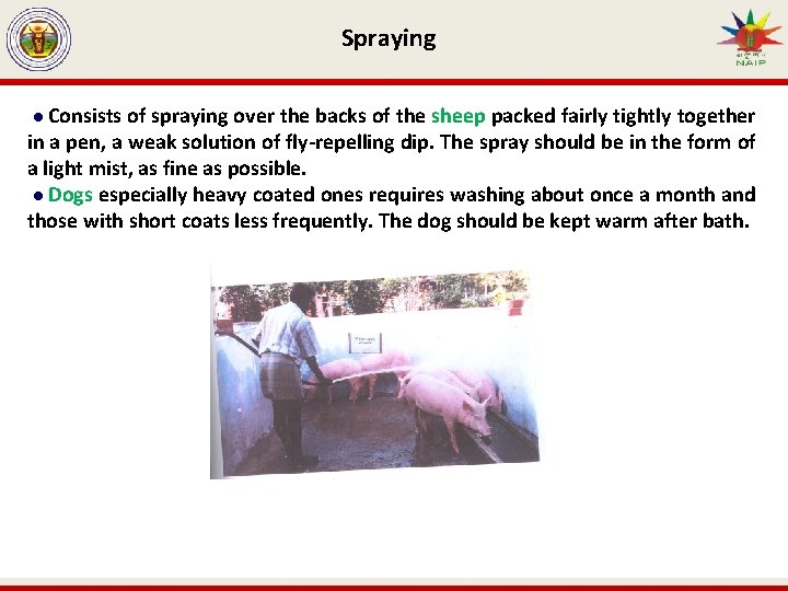 Spraying Consists of spraying over the backs of the sheep packed fairly tightly together