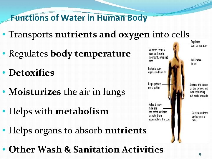 Functions of Water in Human Body • Transports nutrients and oxygen into cells •