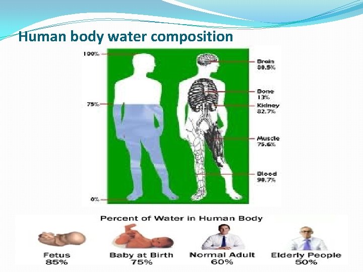 Human body water composition 
