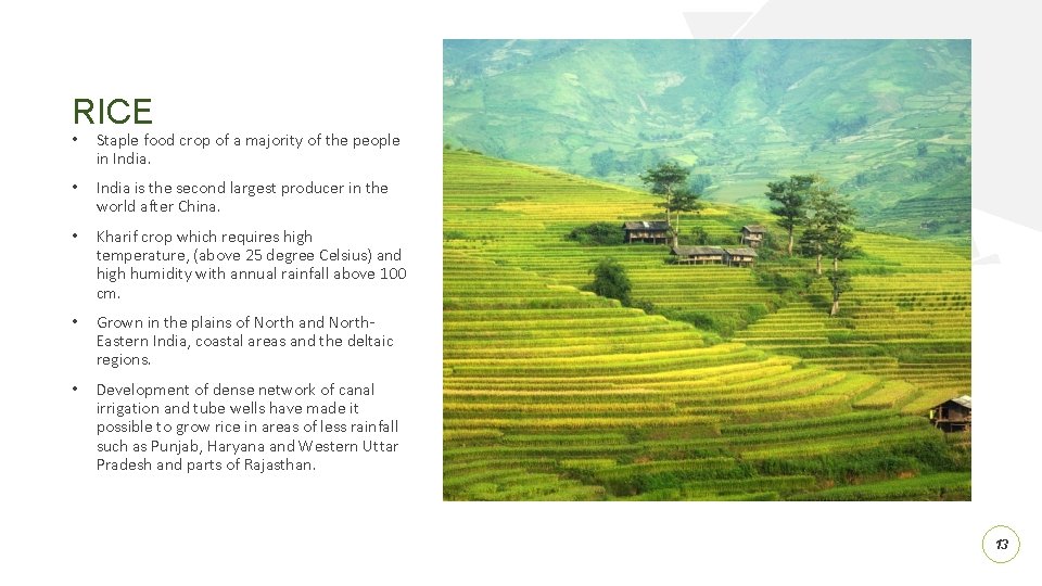 RICE • Staple food crop of a majority of the people in India. •