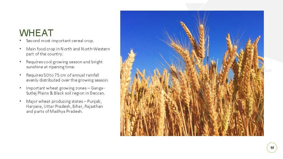 WHEAT • Second most important cereal crop. • Main food crop in North and