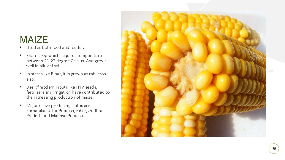 MAIZE • Used as both food and fodder. • Kharif crop which requires temperature