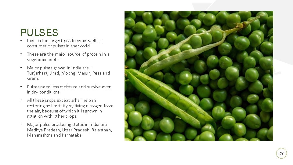 PULSES • India is the largest producer as well as consumer of pulses in
