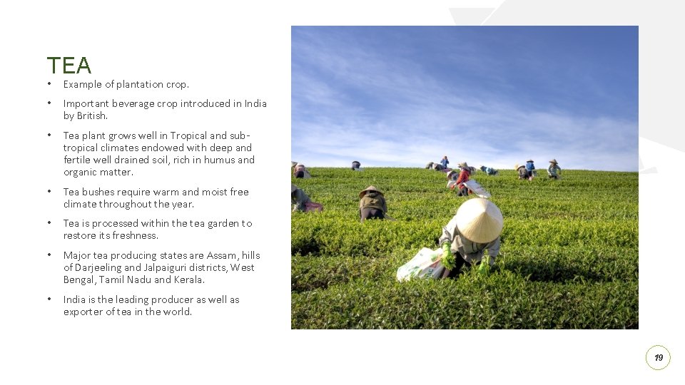 TEA • Example of plantation crop. • Important beverage crop introduced in India by