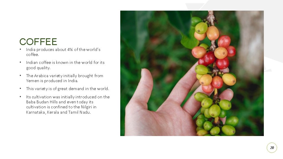 COFFEE • India produces about 4% of the world’s coffee. • Indian coffee is