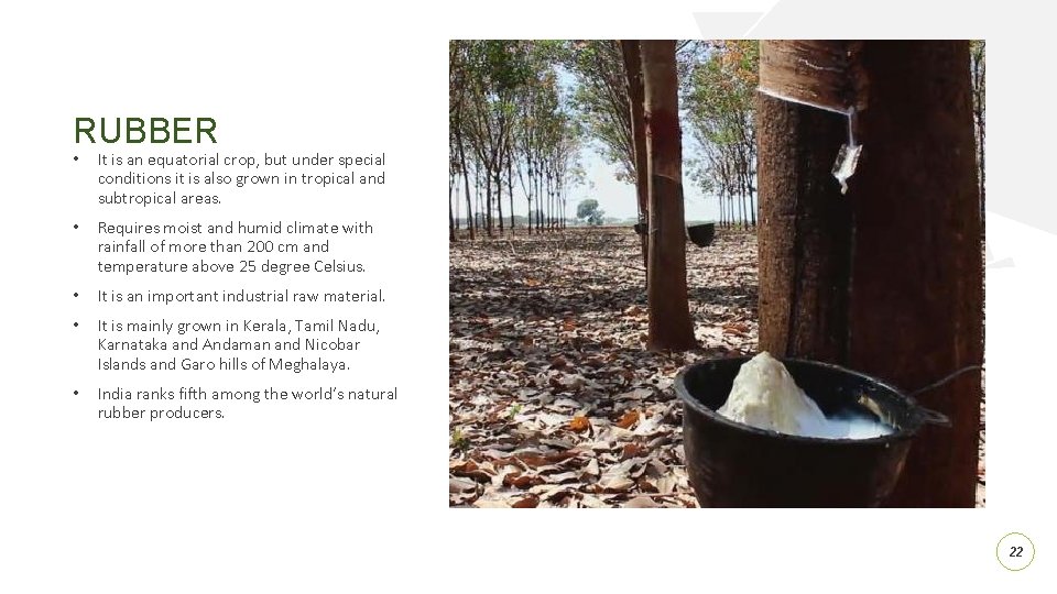 RUBBER • It is an equatorial crop, but under special conditions it is also