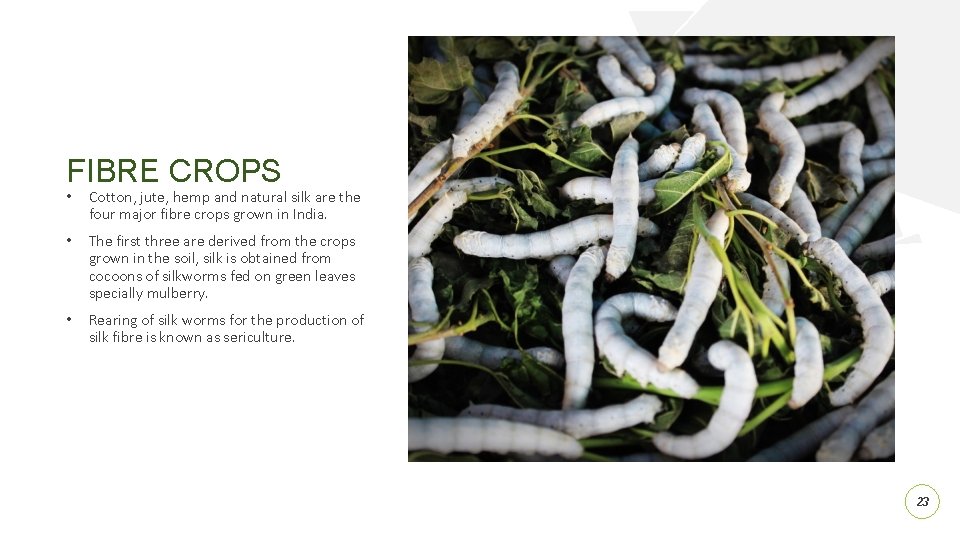 FIBRE CROPS • Cotton, jute, hemp and natural silk are the four major fibre