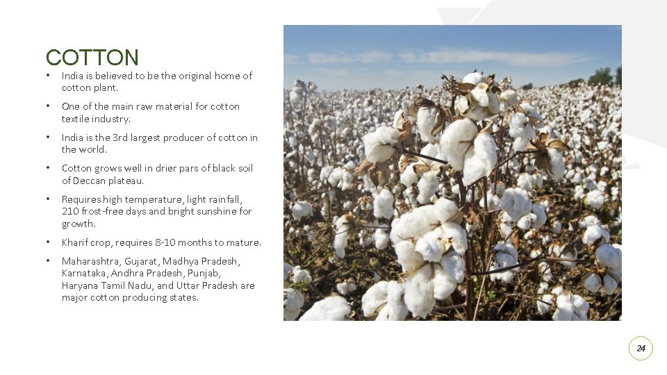 COTTON • India is believed to be the original home of cotton plant. •