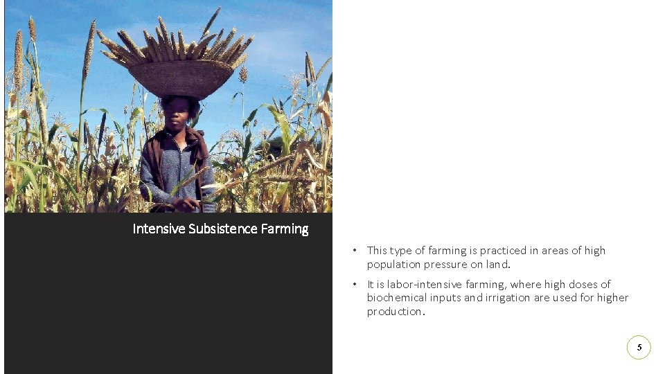 Intensive Subsistence Farming • This type of farming is practiced in areas of high