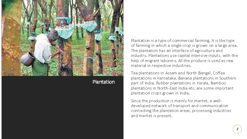 Plantation is a type of commercial farming. It is the type of farming in
