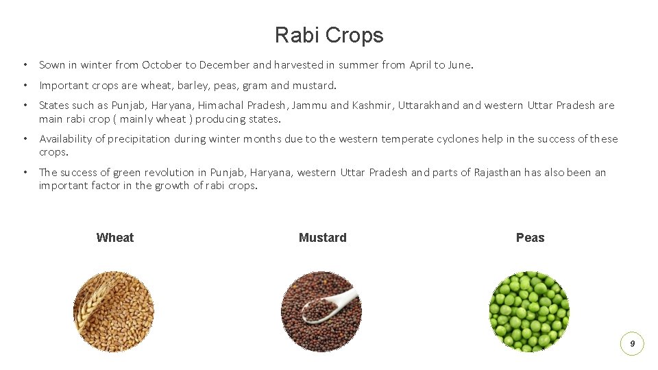 Rabi Crops • Sown in winter from October to December and harvested in summer