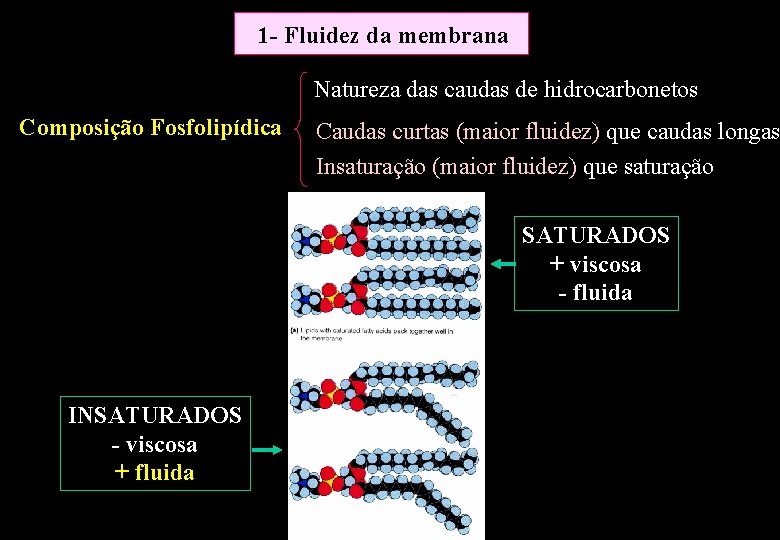 1 - Fluidez da membrana Natureza das caudas de hidrocarbonetos Composição Fosfolipídica Caudas curtas 1 - Fluidez da membrana Natureza das caudas de hidrocarbonetos Composição Fosfolipídica Caudas curtas