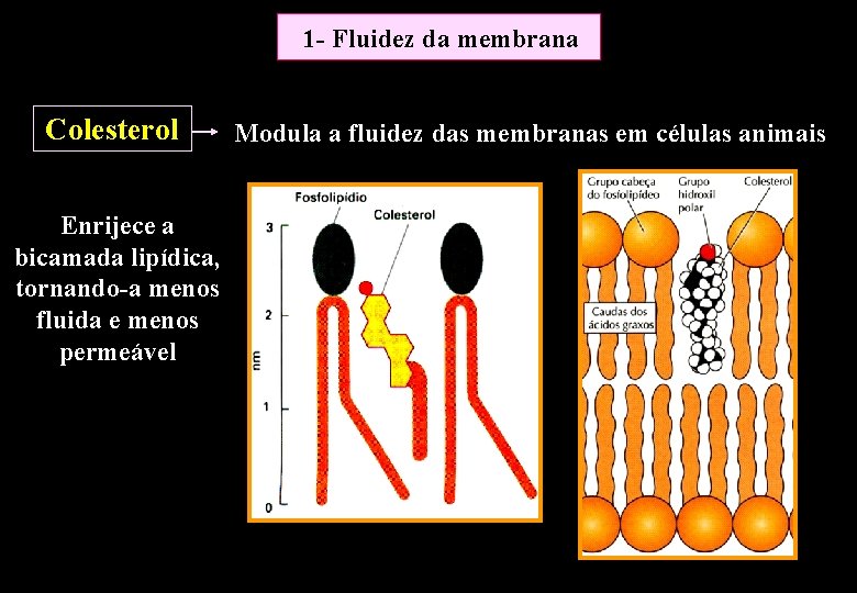 1 - Fluidez da membrana Colesterol Enrijece a bicamada lipídica, tornando-a menos fluida e 1 - Fluidez da membrana Colesterol Enrijece a bicamada lipídica, tornando-a menos fluida e