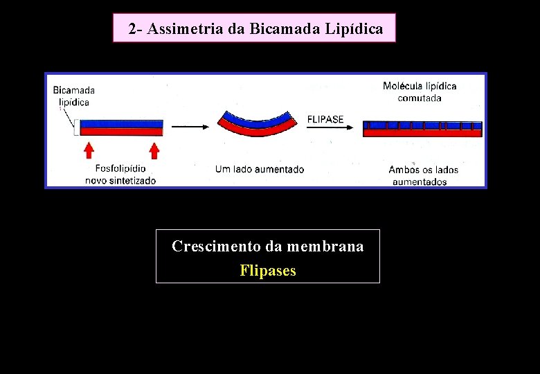 2 - Assimetria da Bicamada Lipídica Crescimento da membrana Flipases 2 - Assimetria da Bicamada Lipídica Crescimento da membrana Flipases