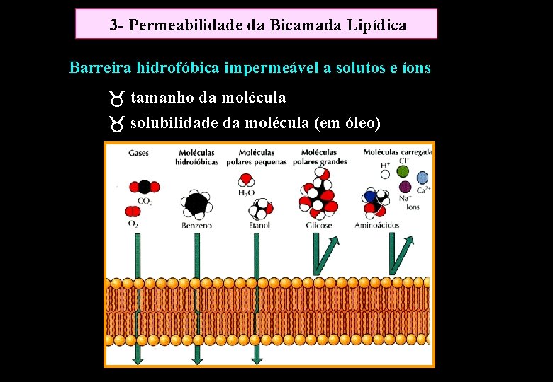 3 - Permeabilidade da Bicamada Lipídica Barreira hidrofóbica impermeável a solutos e íons tamanho 3 - Permeabilidade da Bicamada Lipídica Barreira hidrofóbica impermeável a solutos e íons tamanho