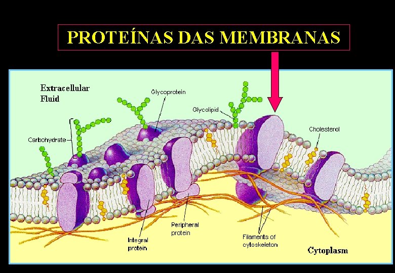 PROTEÍNAS DAS MEMBRANAS PROTEÍNAS DAS MEMBRANAS