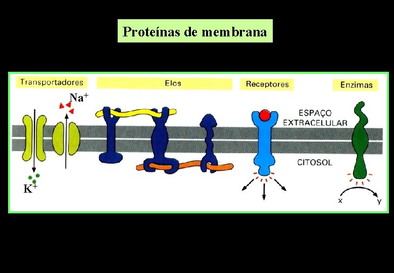 Proteínas de membrana Na+ K+ Proteínas de membrana Na+ K+
