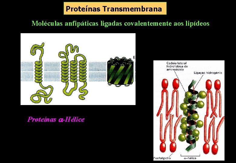 Proteínas Transmembrana Moléculas anfipáticas ligadas covalentemente aos lipídeos Proteínas -Hélice Proteínas Transmembrana Moléculas anfipáticas ligadas covalentemente aos lipídeos Proteínas -Hélice