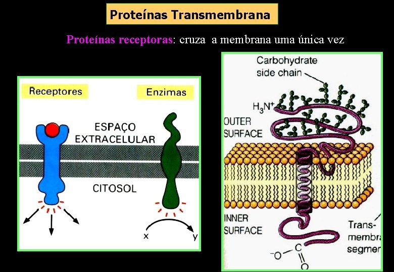Proteínas Transmembrana Proteínas receptoras: cruza a membrana uma única vez Proteínas Transmembrana Proteínas Transmembrana Proteínas receptoras: cruza a membrana uma única vez Proteínas Transmembrana