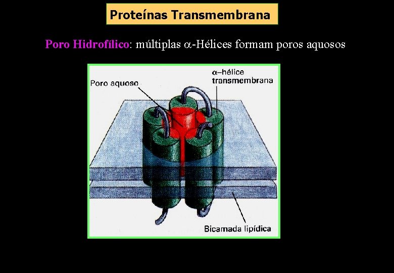 Proteínas Transmembrana Poro Hidrofílico: múltiplas -Hélices formam poros aquosos Proteínas Transmembrana Poro Hidrofílico: múltiplas -Hélices formam poros aquosos