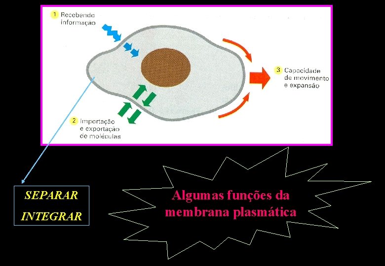 SEPARAR INTEGRAR Algumas funções da membrana plasmática SEPARAR INTEGRAR Algumas funções da membrana plasmática