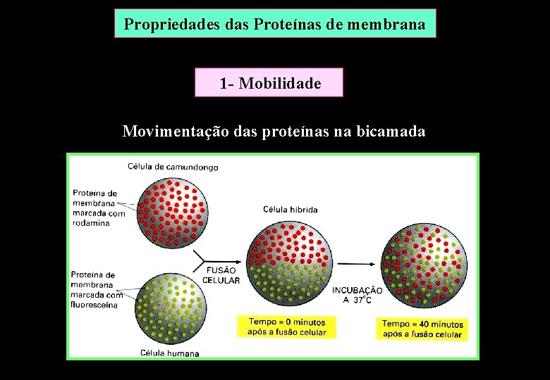Propriedades das Proteínas de membrana 1 - Mobilidade Movimentação das proteínas na bicamada Propriedades das Proteínas de membrana 1 - Mobilidade Movimentação das proteínas na bicamada