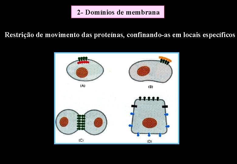 2 - Domínios de membrana Restrição de movimento das proteínas, confinando-as em locais específicos 2 - Domínios de membrana Restrição de movimento das proteínas, confinando-as em locais específicos