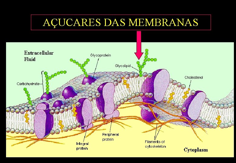 AÇUCARES DAS MEMBRANAS AÇUCARES DAS MEMBRANAS