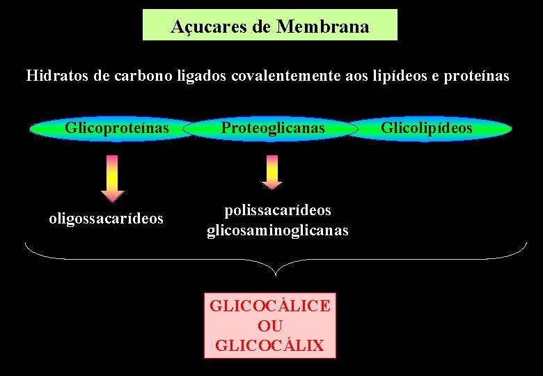 Açucares de Membrana Hidratos de carbono ligados covalentemente aos lipídeos e proteínas Glicoproteínas oligossacarídeos Açucares de Membrana Hidratos de carbono ligados covalentemente aos lipídeos e proteínas Glicoproteínas oligossacarídeos