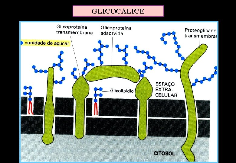 GLICOCÁLICE GLICOCÁLICE