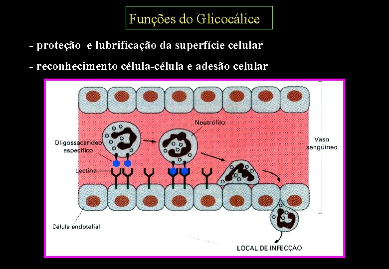 Funções do Glicocálice - proteção e lubrificação da superfície celular - reconhecimento célula-célula e Funções do Glicocálice - proteção e lubrificação da superfície celular - reconhecimento célula-célula e
