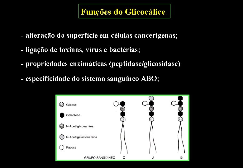Funções do Glicocálice - alteração da superfície em células cancerígenas; - ligação de toxinas, Funções do Glicocálice - alteração da superfície em células cancerígenas; - ligação de toxinas,