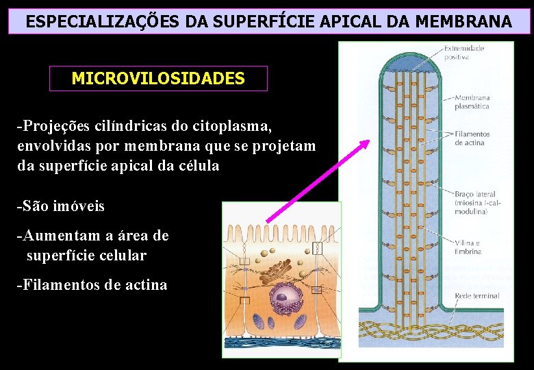 ESPECIALIZAÇÕES DA SUPERFÍCIE APICAL DA MEMBRANA MICROVILOSIDADES -Projeções cilíndricas do citoplasma, envolvidas por membrana ESPECIALIZAÇÕES DA SUPERFÍCIE APICAL DA MEMBRANA MICROVILOSIDADES -Projeções cilíndricas do citoplasma, envolvidas por membrana