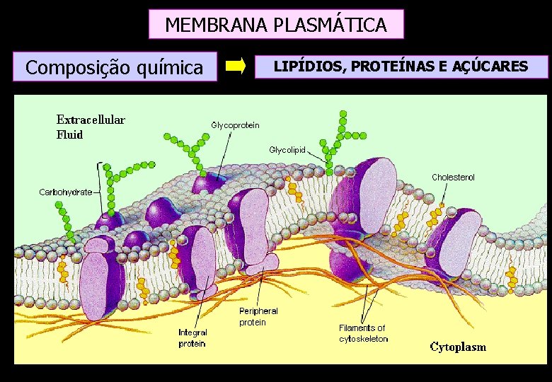 MEMBRANA PLASMÁTICA Composição química LIPÍDIOS, PROTEÍNAS E AÇÚCARES MEMBRANA PLASMÁTICA Composição química LIPÍDIOS, PROTEÍNAS E AÇÚCARES