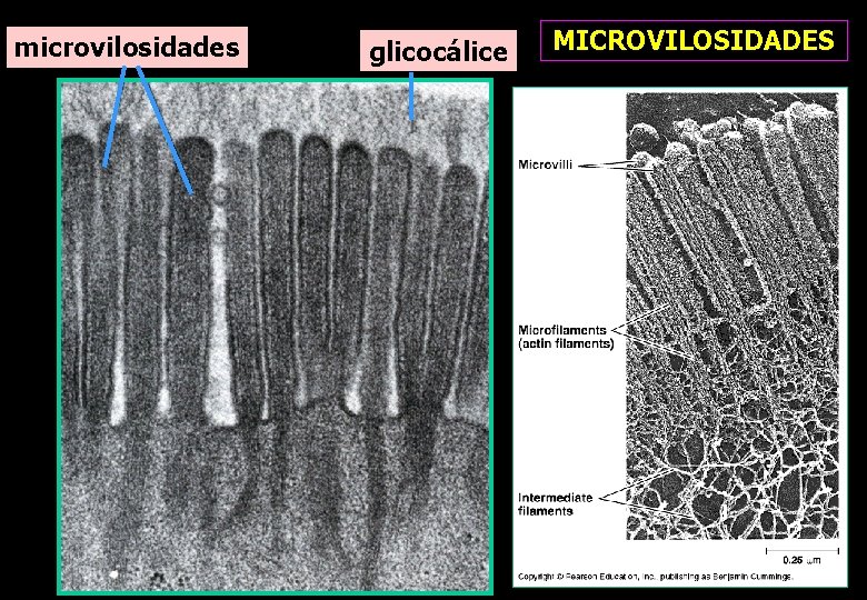microvilosidades glicocálice MICROVILOSIDADES microvilosidades glicocálice MICROVILOSIDADES