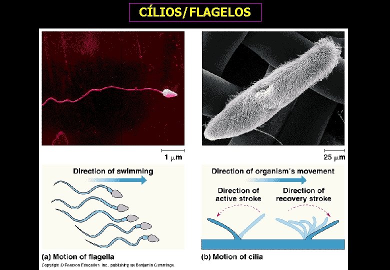 CÍLIOS/FLAGELOS CÍLIOS/FLAGELOS
