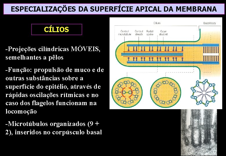 ESPECIALIZAÇÕES DA SUPERFÍCIE APICAL DA MEMBRANA CÍLIOS -Projeções cilíndricas MÓVEIS, semelhantes a pêlos -Função: ESPECIALIZAÇÕES DA SUPERFÍCIE APICAL DA MEMBRANA CÍLIOS -Projeções cilíndricas MÓVEIS, semelhantes a pêlos -Função: