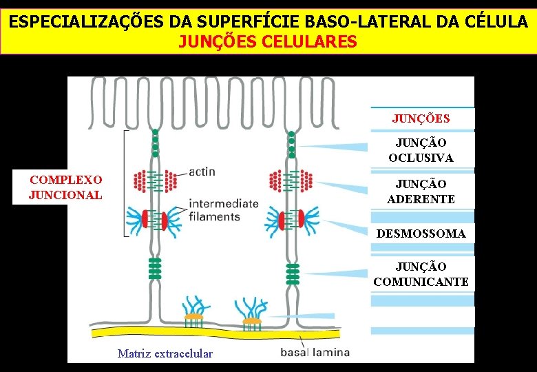 ESPECIALIZAÇÕES DA SUPERFÍCIE BASO-LATERAL DA CÉLULA JUNÇÕES CELULARES JUNÇÕES JUNÇÃO OCLUSIVA COMPLEXO JUNCIONAL JUNÇÃO ESPECIALIZAÇÕES DA SUPERFÍCIE BASO-LATERAL DA CÉLULA JUNÇÕES CELULARES JUNÇÕES JUNÇÃO OCLUSIVA COMPLEXO JUNCIONAL JUNÇÃO
