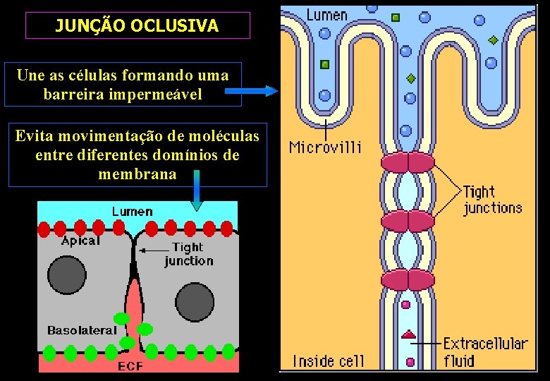JUNÇÃO OCLUSIVA Une as células formando uma barreira impermeável Evita movimentação de moléculas entre JUNÇÃO OCLUSIVA Une as células formando uma barreira impermeável Evita movimentação de moléculas entre